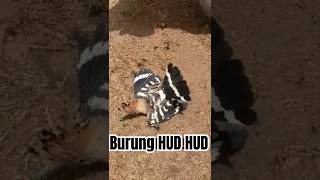 Download lagu Burung HUD HUD Nabi Sulaiman❤️ mp3 Download lagu Burung HUD HUD Nabi Sulaiman❤️ mp3