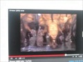 Opening To The Disney Videos Of Tarzan 2000 UK Vhs