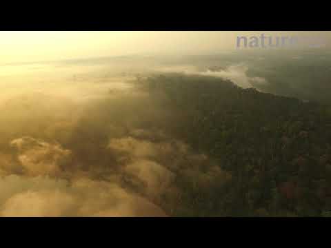 Aerial shot of the Amazon rainforest at dawn, with mist over the canopy, Rio Tambopata, Madre de Dio