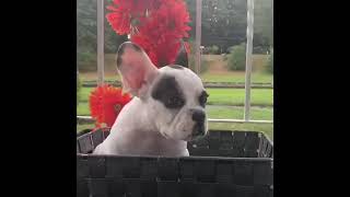 Video preview image #2 French Bulldog Puppy For Sale in PROVIDENCE, RI, USA