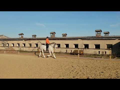 XXL Dressurpony 2016*