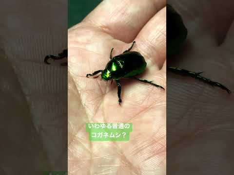 庭に有害なコガネムシのライフサイクル 追い払う方法 オーガニックエコのヒント