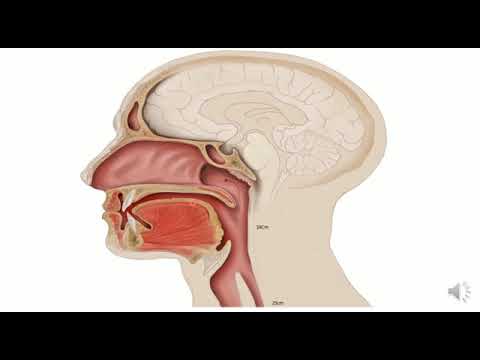 5 Masticación y deglución.