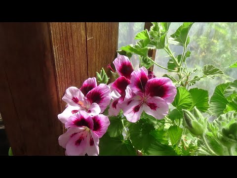 Megnyitott ujra új helyen Szatmari-naturkert, Páka