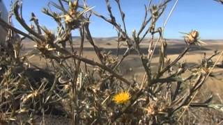 Idaho County uses high-tech approach to combat noxious weeds