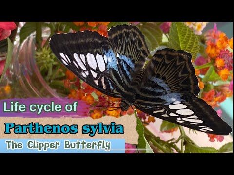 Butterfly life cycle of Parthenos Sylvia ( The Clipper butterfly )#sylvia #butterfly #蝴蝶生態