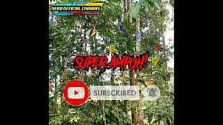 Download lagu Suara pikat burung kecil ampuh mp3 Download lagu Suara pikat burung kecil ampuh mp3