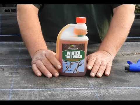 How to Apply Winter Tree Wash Organic Insecticide