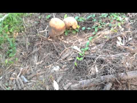 臺灣農場第二部 (Taiwan Farm part 2)