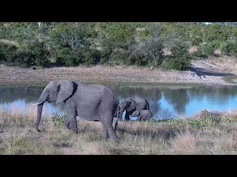 Djuma: Elephants-rest of herd following Fang - 16:55 - 03/07/2022