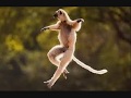 What makes the monkey dance, Chuck Prophet