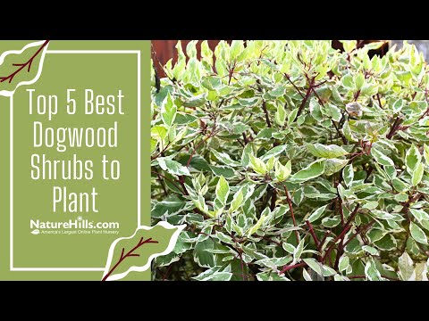 Top 5 Best Dogwood Bushes to Plant | NatureHills.com