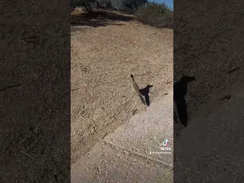 Real life roadrunner