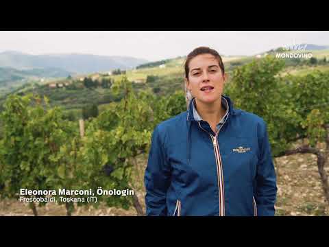 Entdecken Sie mit uns die Weinregion Chianti Rufina, Toskana