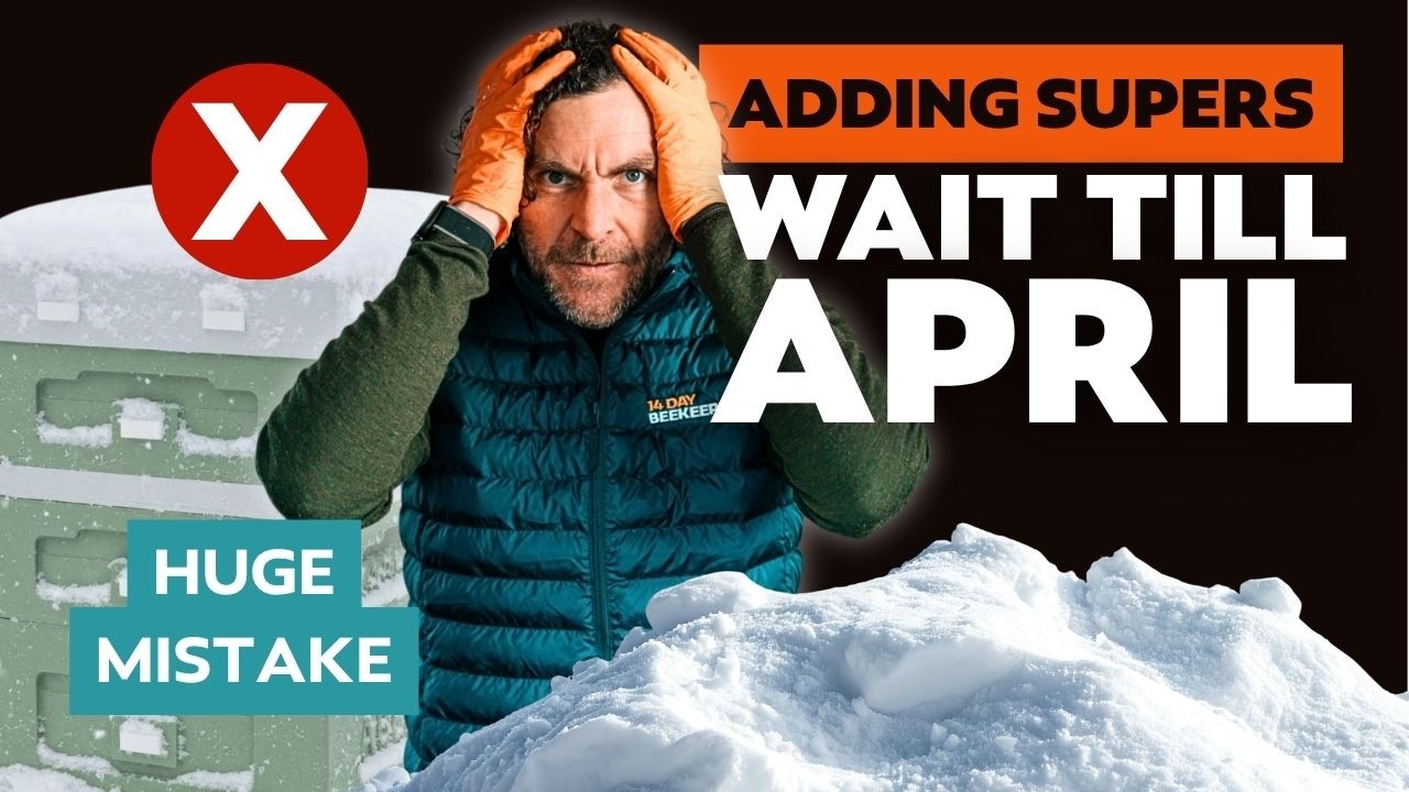 Dont Add Supers Too Early! Why Premature Supering Can Slow Colony Growth And Reduce Honey Yield