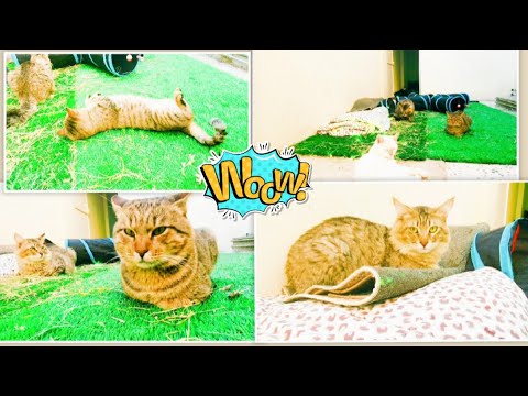Stray cats life after being rescued from street #fyp