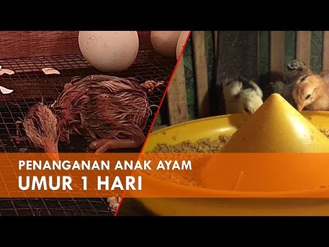 , title : 'Cara Merawat Anak Ayam Baru Menetas Tanpa Vaksin'