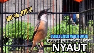 Download lagu cendet gacor BONGKAR MATERI paling AMPUH PANCINGAN CENDET AGAR BUNYI bikin BURUNG PENTET GACOR NYAUT mp3 Download lagu cendet gacor BONGKAR MATERI paling AMPUH PANCINGAN CENDET AGAR BUNYI bikin BURUNG PENTET GACOR NYAUT mp3