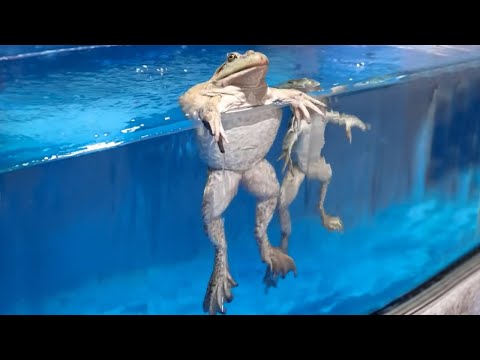Des animaux drôles et ridicules pour vous faire rire