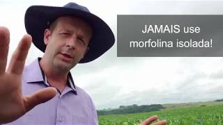 Soja HOJE: Morfolina [fenpropimorfe] para manejo de ferrugem. Madalosso, M.G.