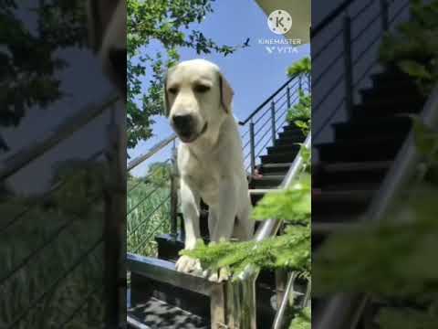 Funny 🐕🐕 dogs video
