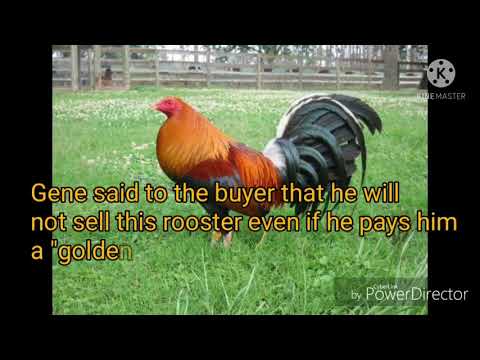 The Golden Monkey Sweater  by Gene Batia.. for breeding purposes only