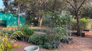 Tea with a Druid 397: Druidry & the Four Paths to Liberation