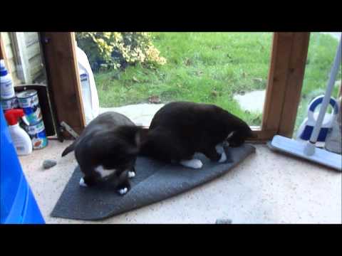 Young rescue cats Wilbur and Wilma looking for a home