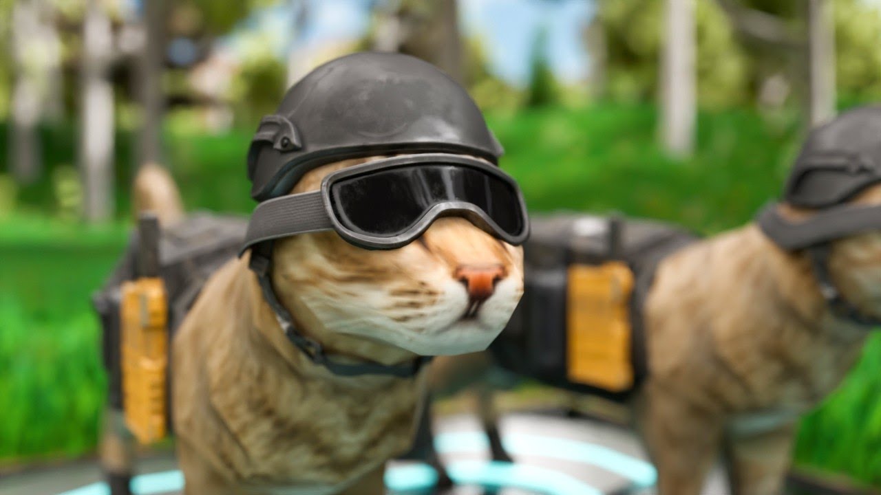 How the cat distribution system works