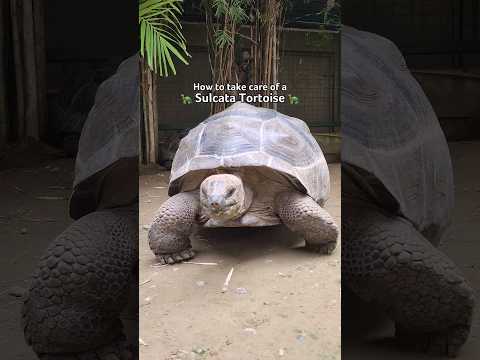 This is the ultimate guide to keeping your tortoise happy and healthy! 🐢 #petnationph #tortoise