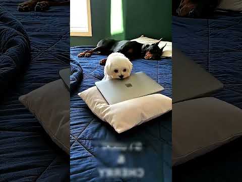 Mi laptop desapareció y Max tiene una explicación 😳