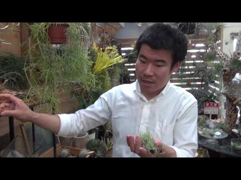 土を使わずに植物を植える: 私のティランジアが乾燥してしまうのはなぜですか?よくある4つの原因＋エアガールを復活させるにはどうすればいい？  庭園
