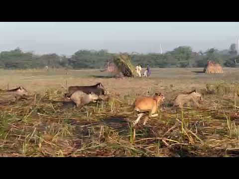 New Shikar 2022/Katha Dog/pig hunting in Pakistan