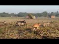 New Shikar 2022 Katha Dog Pig Hunting In Pakistan
