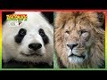 Zoboomafoo Season 1 Episode 1 5 Compilation Animals For Kids