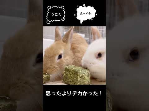 ウサギに最適なおもちゃ
