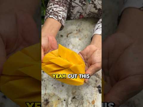 How to grow your own little mango tree from seeds! Keeping it simple! 🥭 #mangotree #manga