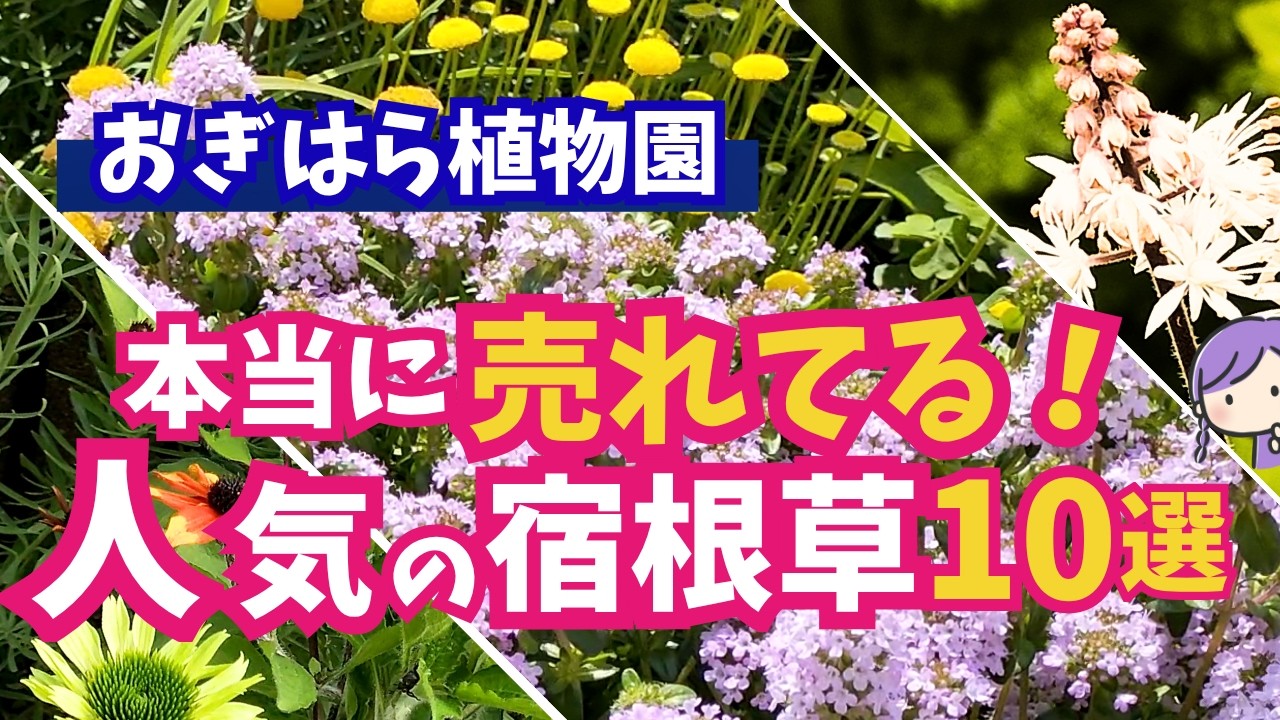 【ガーデニング】おぎはら植物園！3月本当に売れてる宿根草10選！植えてえよかったのはコレ！育ててみてわかったこと！あしかがフラワーパーク・中之条ガーデンズ・花菜ガーデン