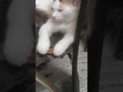 oh my honey bene 😸😸