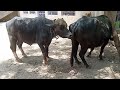 Buffalo Meeting Fist Time Village 2021