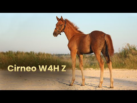 Carneo de Carniola Z (Cornet du Lys x Vagabond de la Pomme)