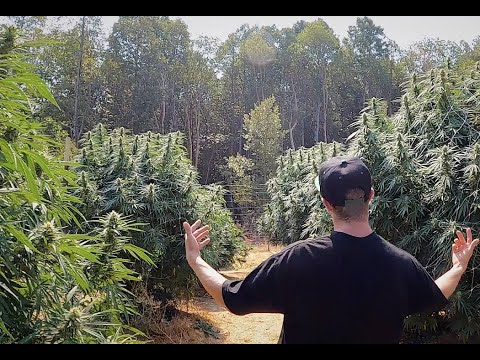 Mendo Dope - Real Weed Rapper