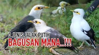 Download lagu TERNYATA BURUNG JALAK PUTIH ADA 3 JENIS - INI DIA PENAMPAKANYA !! YANG MANA PILIHANMU..?? mp3
