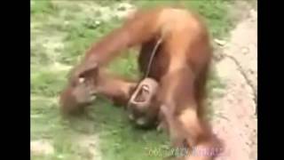 Animals doing cool things so funny beautiful animals funny humor