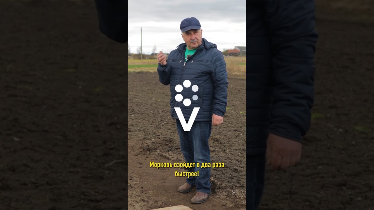 Морковь взойдет в два раза быстрее! Вырастет раньше, сладкой и крупной!