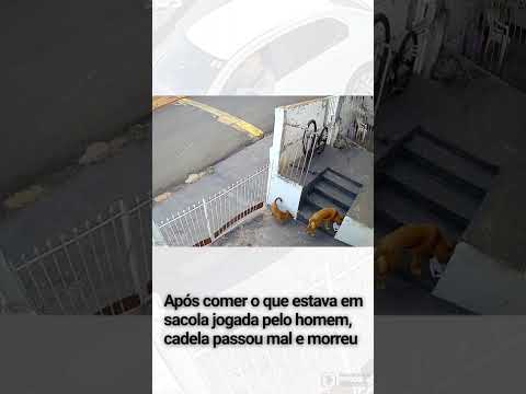 Cães morrem após comer iscas suspeitas; idoso é acusado de espalhar veneno em ruas de Jales