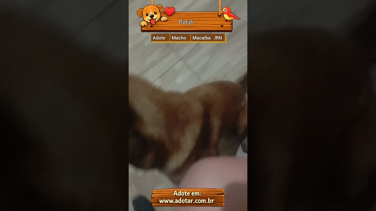 Cachorro raça Pastor Alemão idade 2 anos nome Ralph 