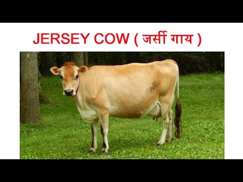 download lagu mp3 mp4 Jersey Cow Facts, download lagu Jersey Cow Facts gratis, unduh video klip Jersey Cow Facts