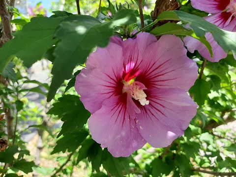 , title : 'Sembrando semillas de Hibiscus syriacus - Rosa de Siria - Altea - Rosa de Saron'
