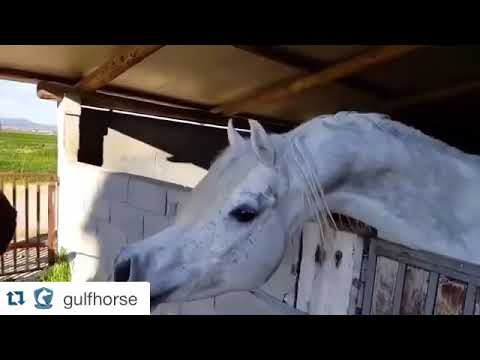 فريد الاصيل